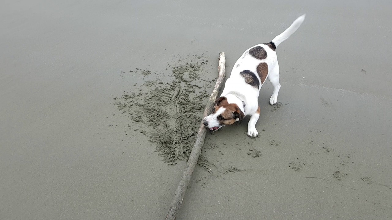 Cute dog Stanley the Jack Russell Staffy cross