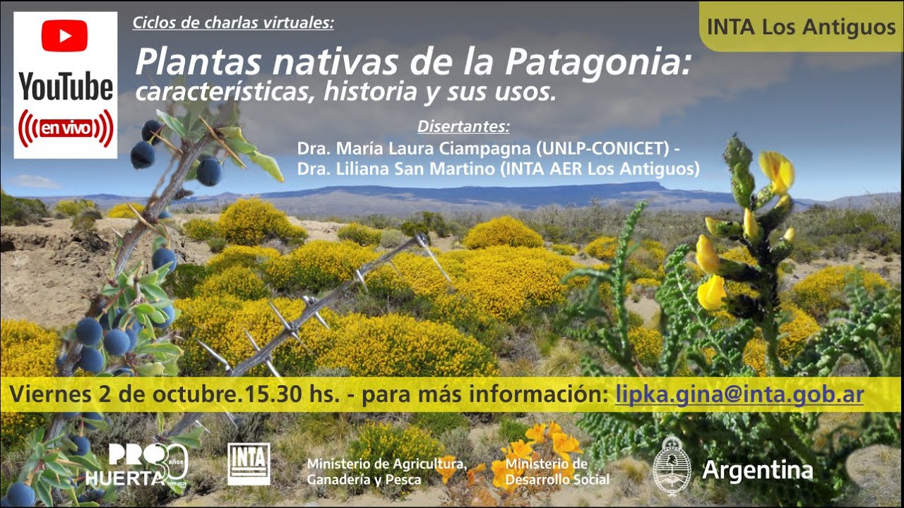 Plantas Nativas de la Patagonia: Características, historia y sus usos