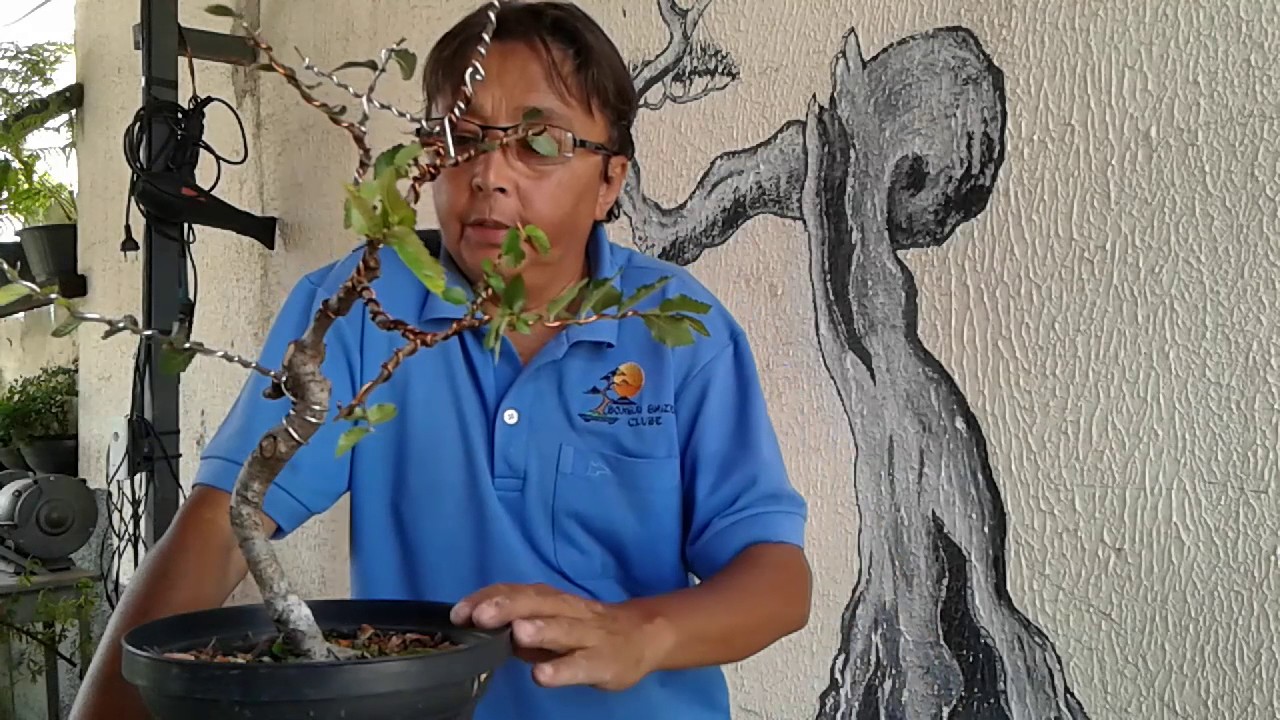 Com criatividade tudo vira bonsai  2