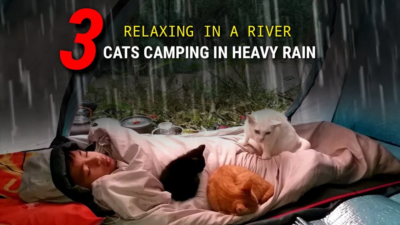 3 CATS CAMPING IN HEAVY RAIN ▪ BERKEMAH HUJAN DERAS DAN PETIR DI PINGGIR SUNGAI ▪ ASMR