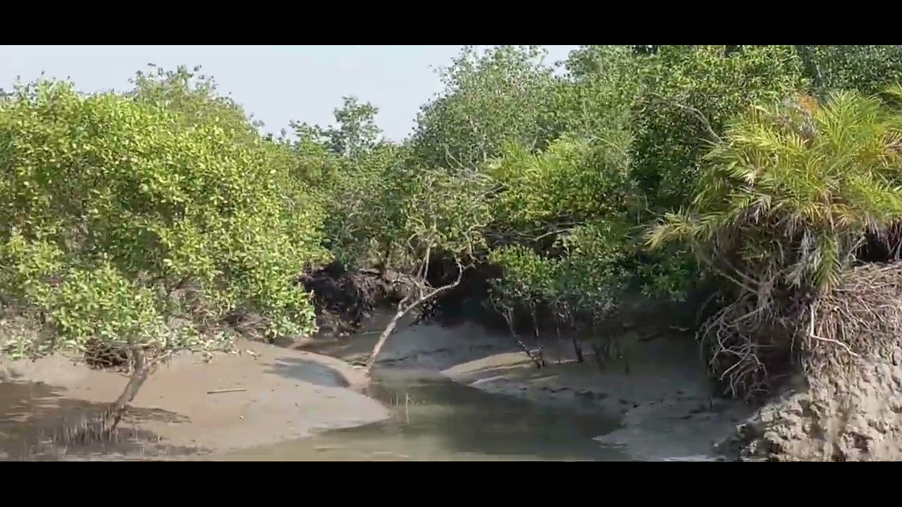 #The #Wild of #Sundarban #minivlog #Amit #baruipur #nonfollowers ##subscribe 