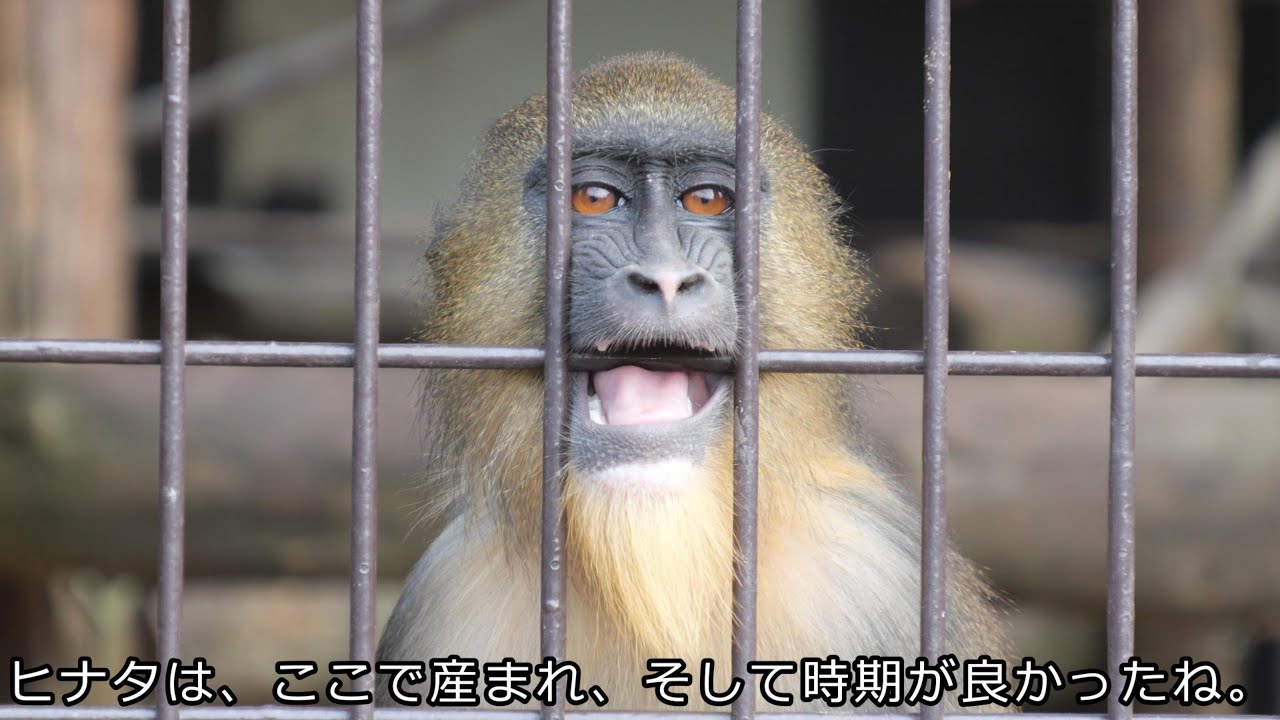 これ、初めてのマンドリル施設なんです。エンリッチメントが秀逸でしょ。　宮崎市フェニックス自然動物園　マンドリル　202601