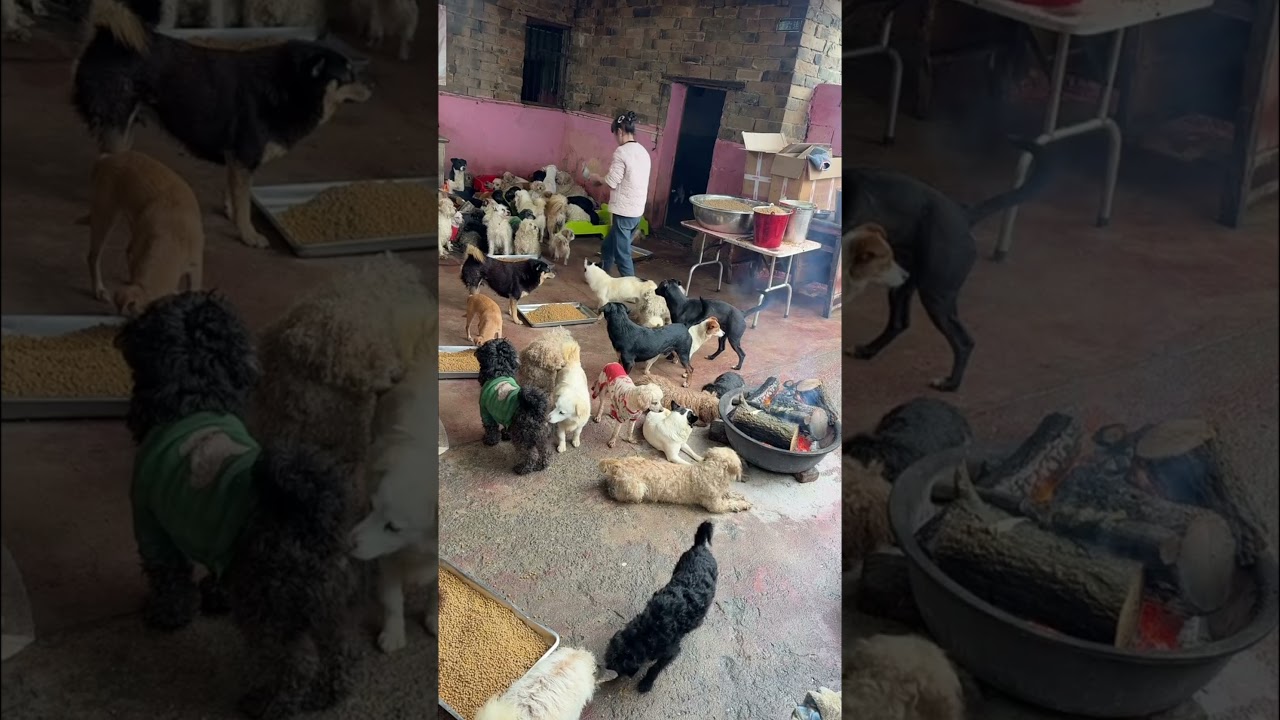 Kind people have taken in many stray dogs😇