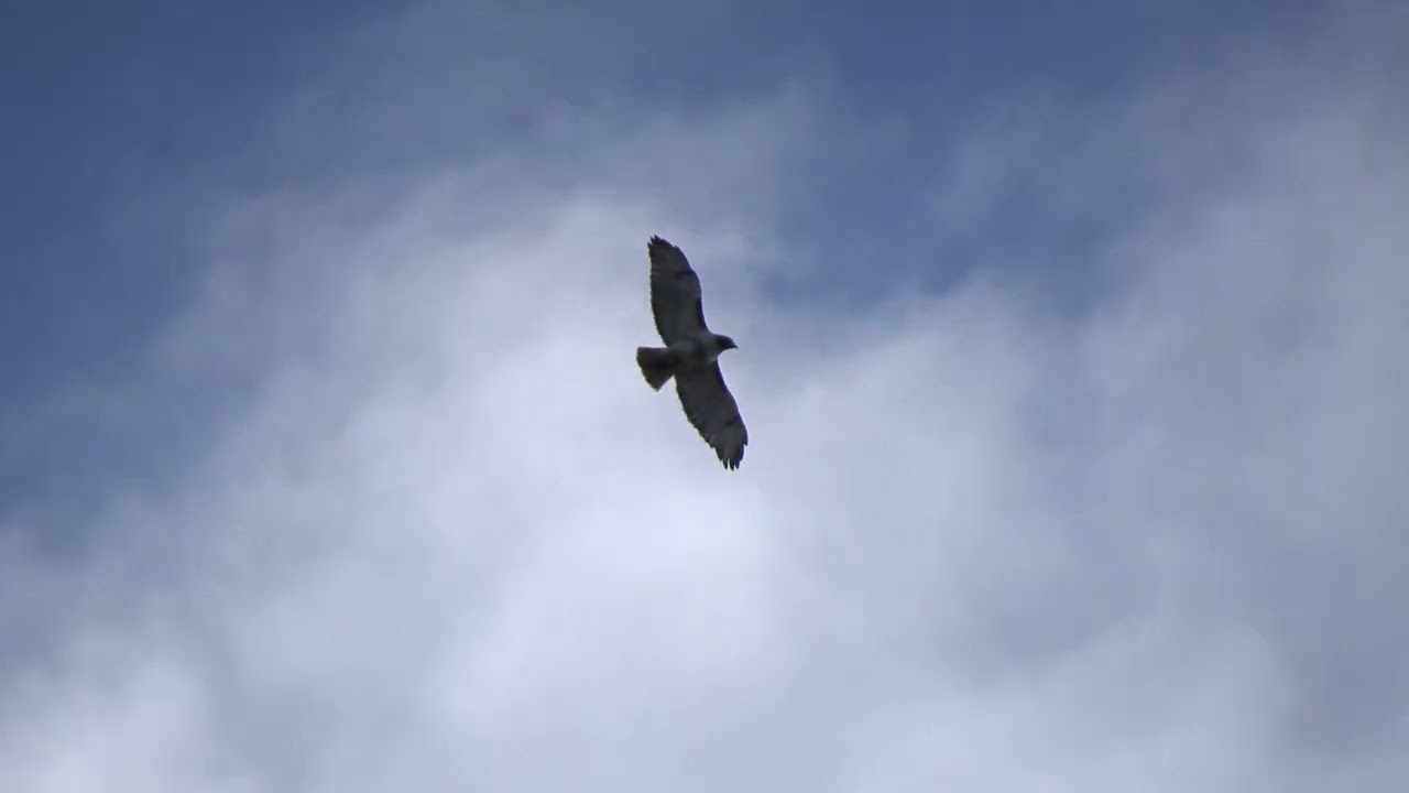 Circling Hawks