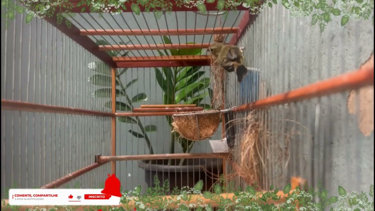FÊMEA de BAIANO Chamando FOGOSA essa levanta até DEFUNTO!