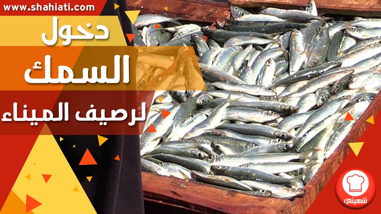 روبورتاج : شاهد كيف يحدد سعر السردين