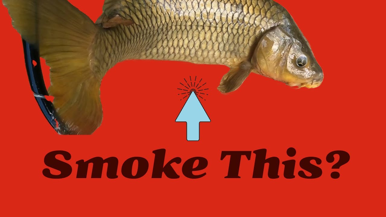 Charcoal Smoked Common Carp... Edible?