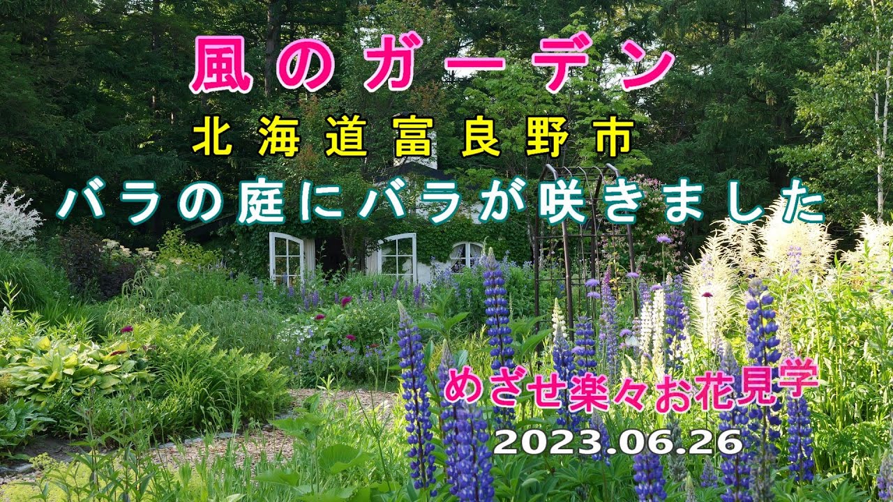 風のガーデン　北海道富良野市　風のガーデンのバラの庭にバラが咲きました　めざせ楽々お花見学　2023.06.26