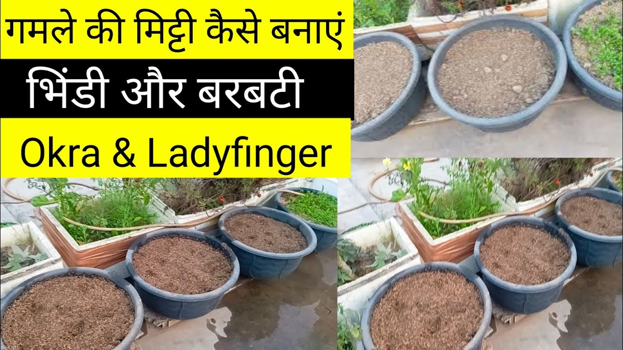 गमले में बरबटी और भिंडी कैसे उगाएं/गमले की मिट्टी कैसे बनाएं/How to grow longbeens & okra ladyfinger