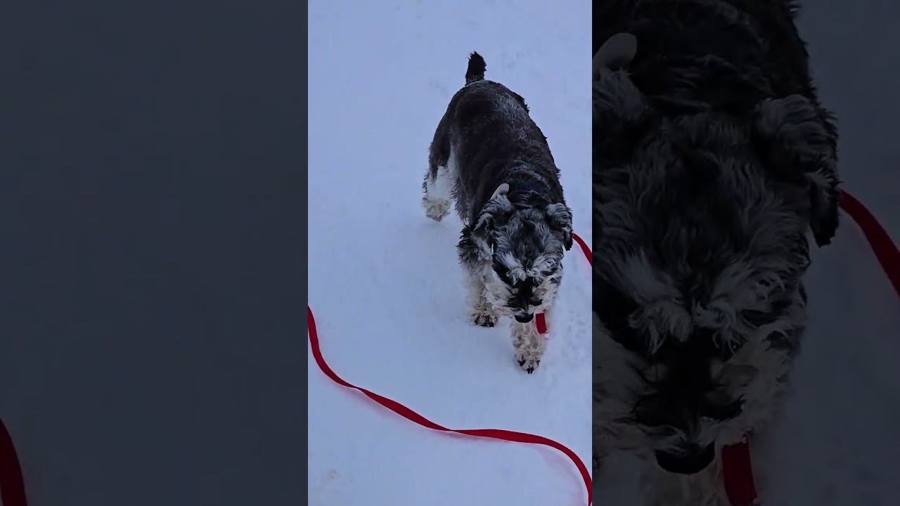 2. Воскресенье, 11 января. Последняя прогулка Луны с Феликсом и Ру 🐶🐕🐾