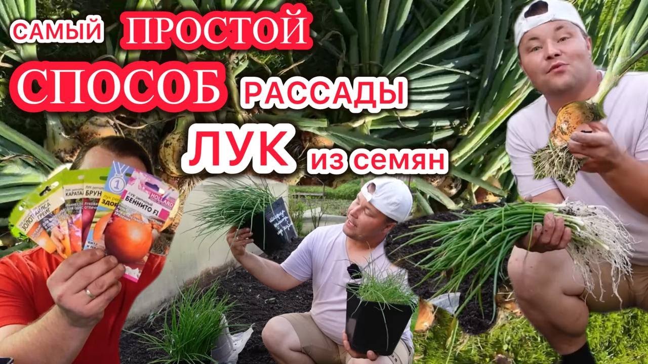 ПРОЩЕ БЫТЬ НЕ МОЖЕТ. Выращиваем рассаду лука дёшево и без лишних тело движений!