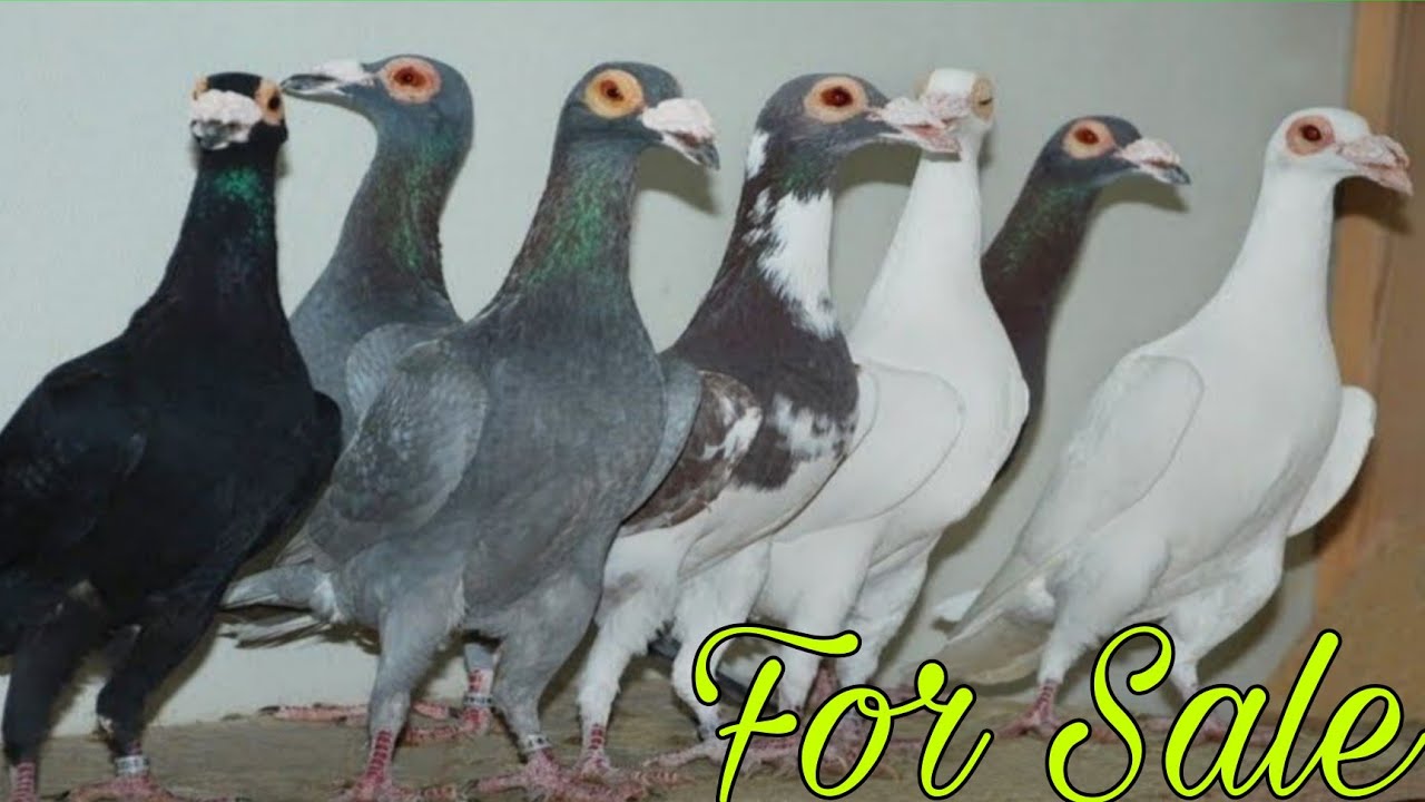 Carrier Kabootar, Basre for sale in Amroha. Ziya Bhai 9520465555
