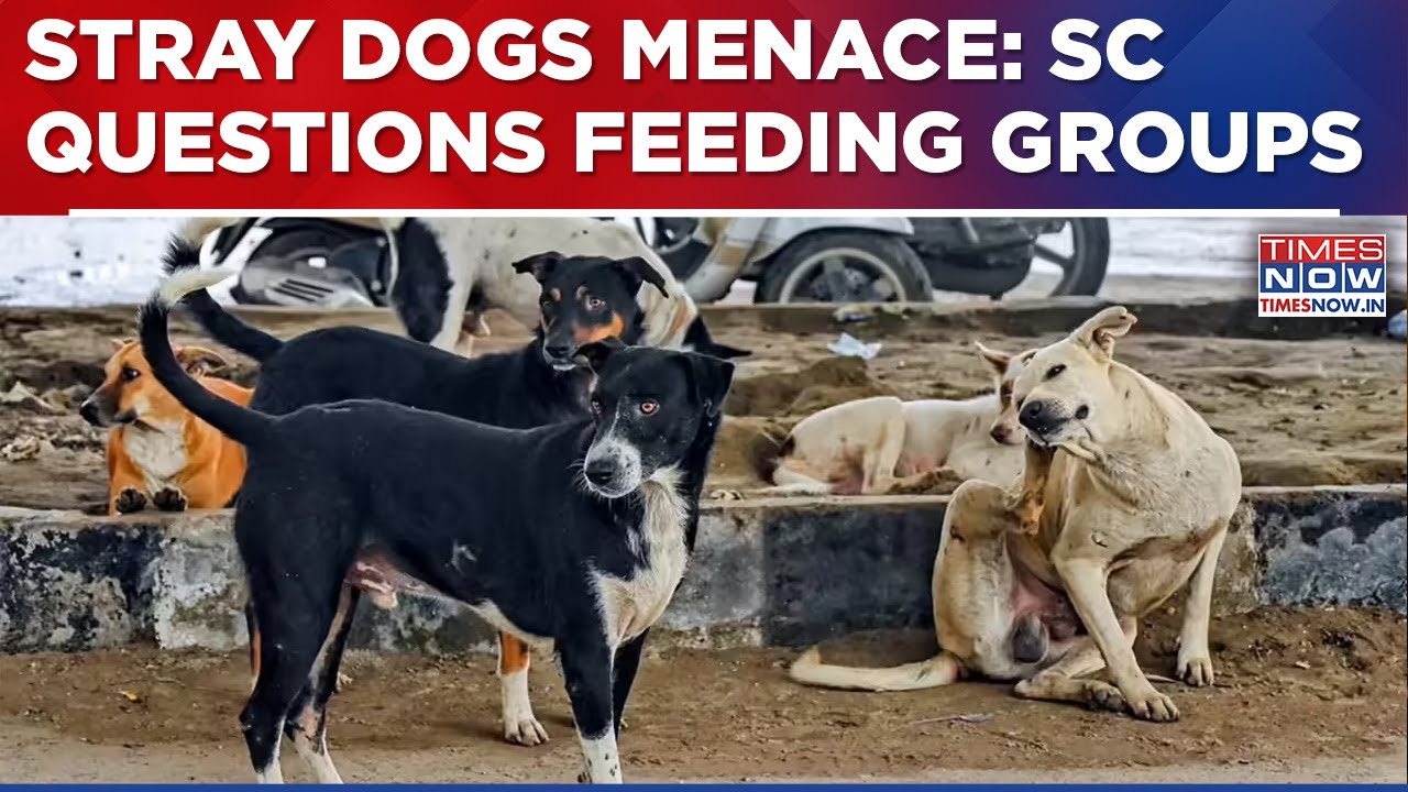 Stray Dogs Menace Hearing: SC Questions Dog-Feeding Groups, Asks 'Who's Responsible For Deaths'?