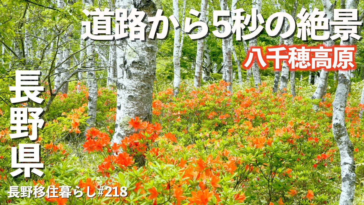 【長野移住】ジメジメの季節でも超爽やかな高原は最高すぎた!!｜八千穂高原｜麦草峠｜ドライブ｜田舎暮らし｜長野県｜4K
