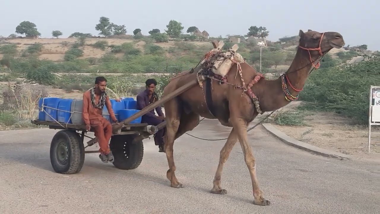Camel ride #trending #video #wildanimals #goat 