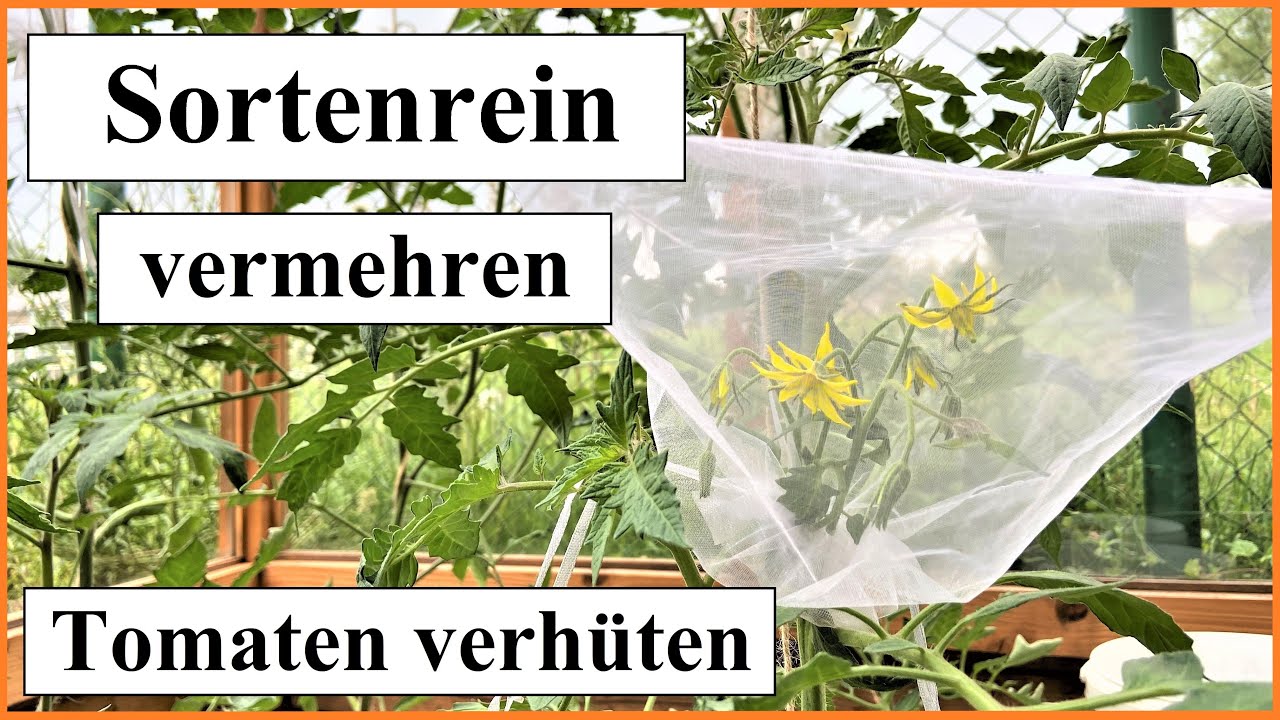 Tomaten anbauen Teil 10: Tomaten verhüten & sortenreines Saatgut erhalten mit 2 einfachen Methoden