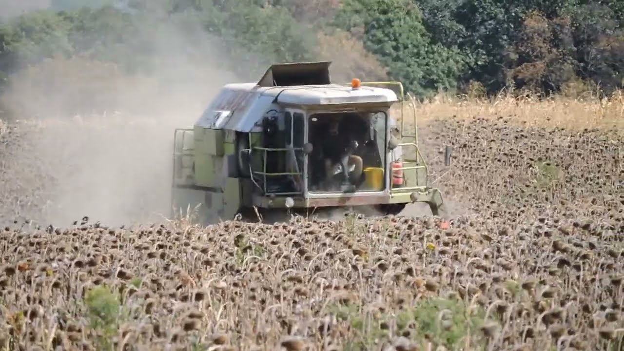 Őszi aratás 2022 Claas Dominator106