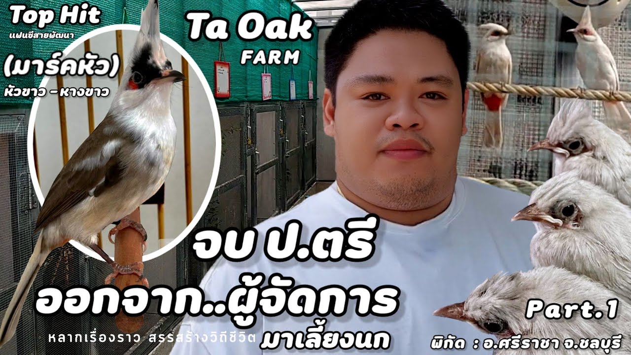 บุกฟาร์ม | นกกรงหัวจุกแฟนซี(Ta Oak Farm)จบ ป.ตรี เป็นผู้จัดการ ลาออกมาทำฟาร์มเลี้ยงนก | Part.1
