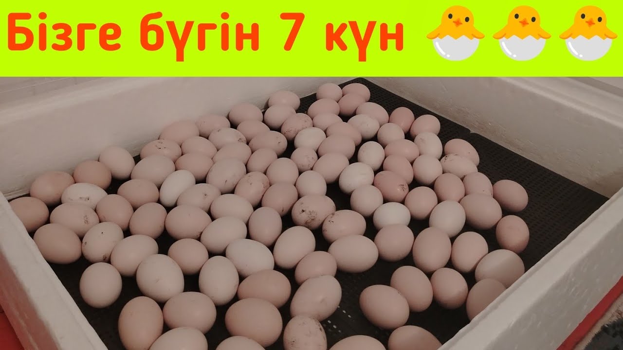 БАЛАПАН ШЫҒАРУ 7 күн 🐣🐣🐣🐣🐣🐣🐣🐣🐣🐣🐣🐣🐣🐣🐣🐣🐣
