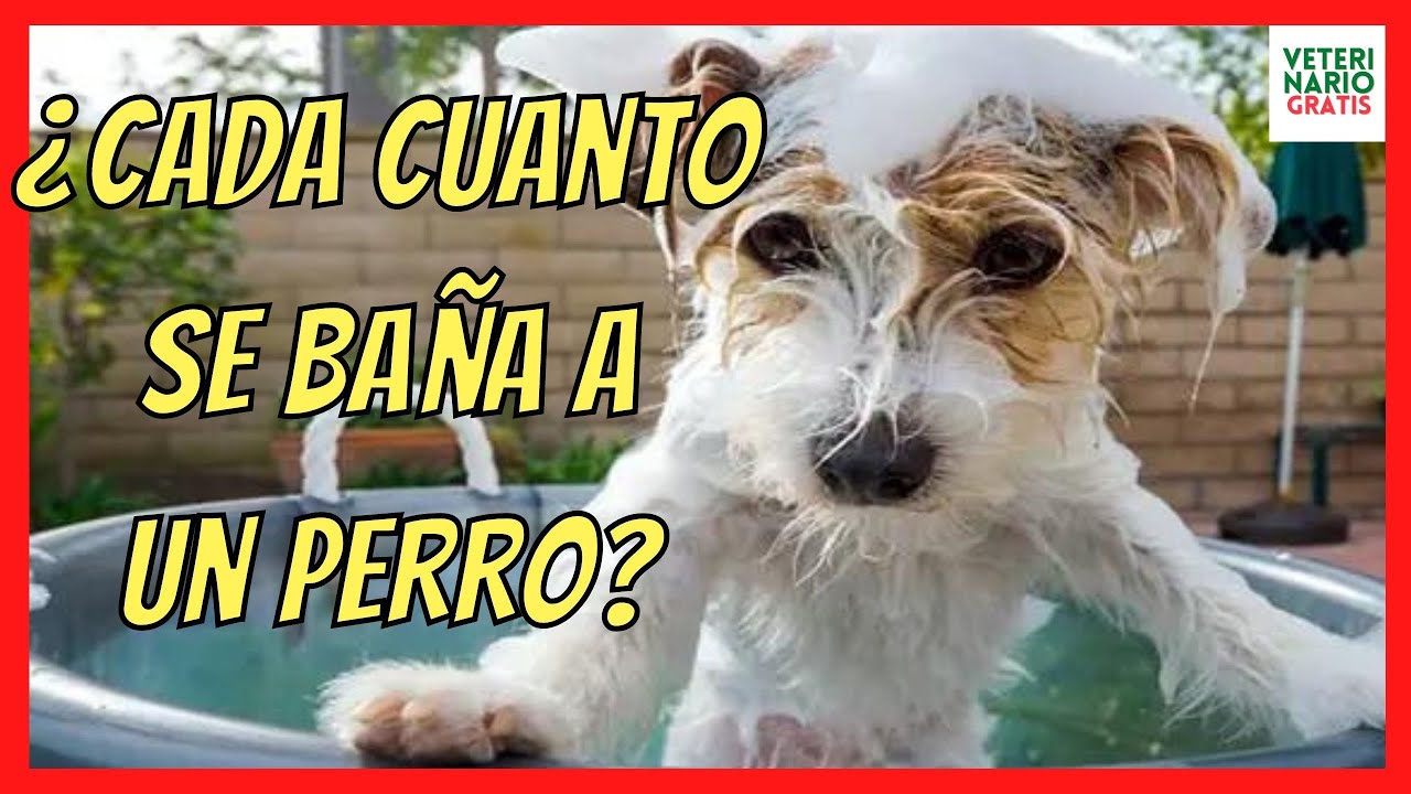 ¿CADA CUANTO SE BAÑA A UN PERRO? FALSOS MITOS SOBRE EL BAÑO EN PERROS