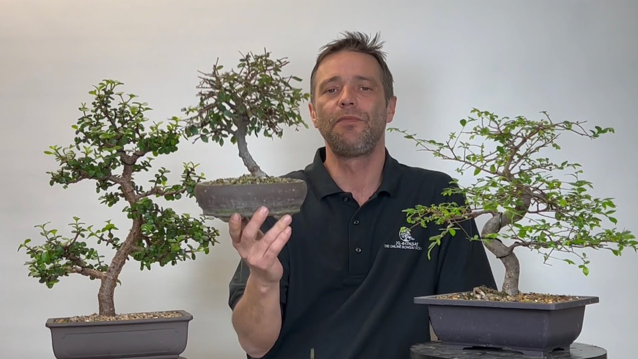 Bonsaï d'intérieur 🤔🤔 (🇫🇷)