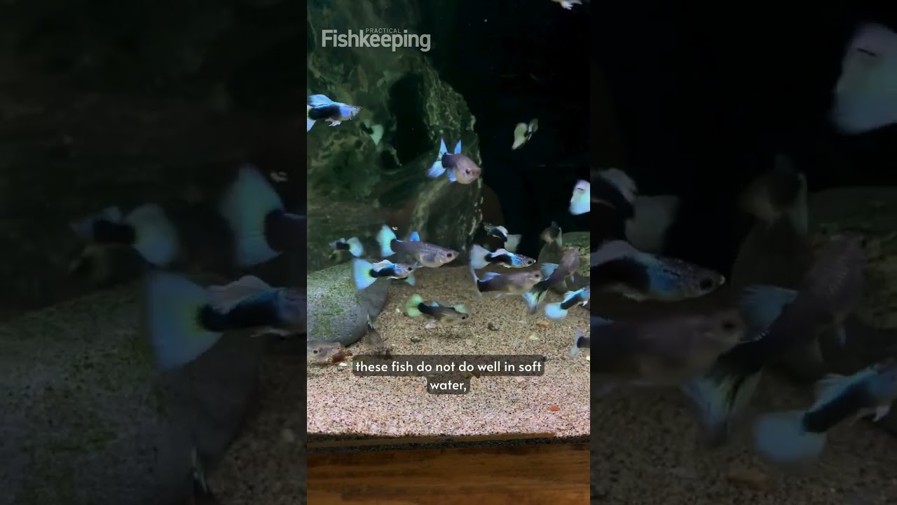Beautiful guppies aren't suited to soft water!