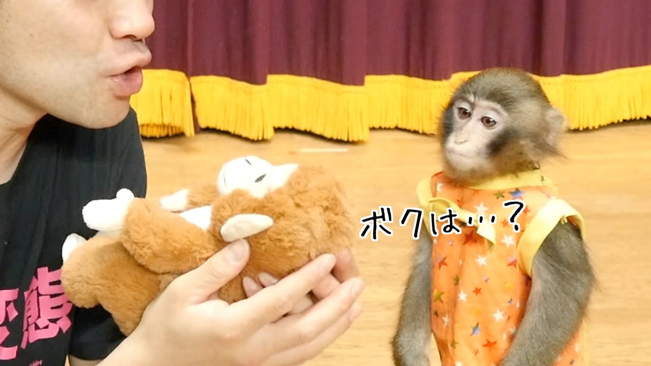 子猿の前でぬいぐるみばかり可愛がったら反応が…😭【天才子猿の日常】