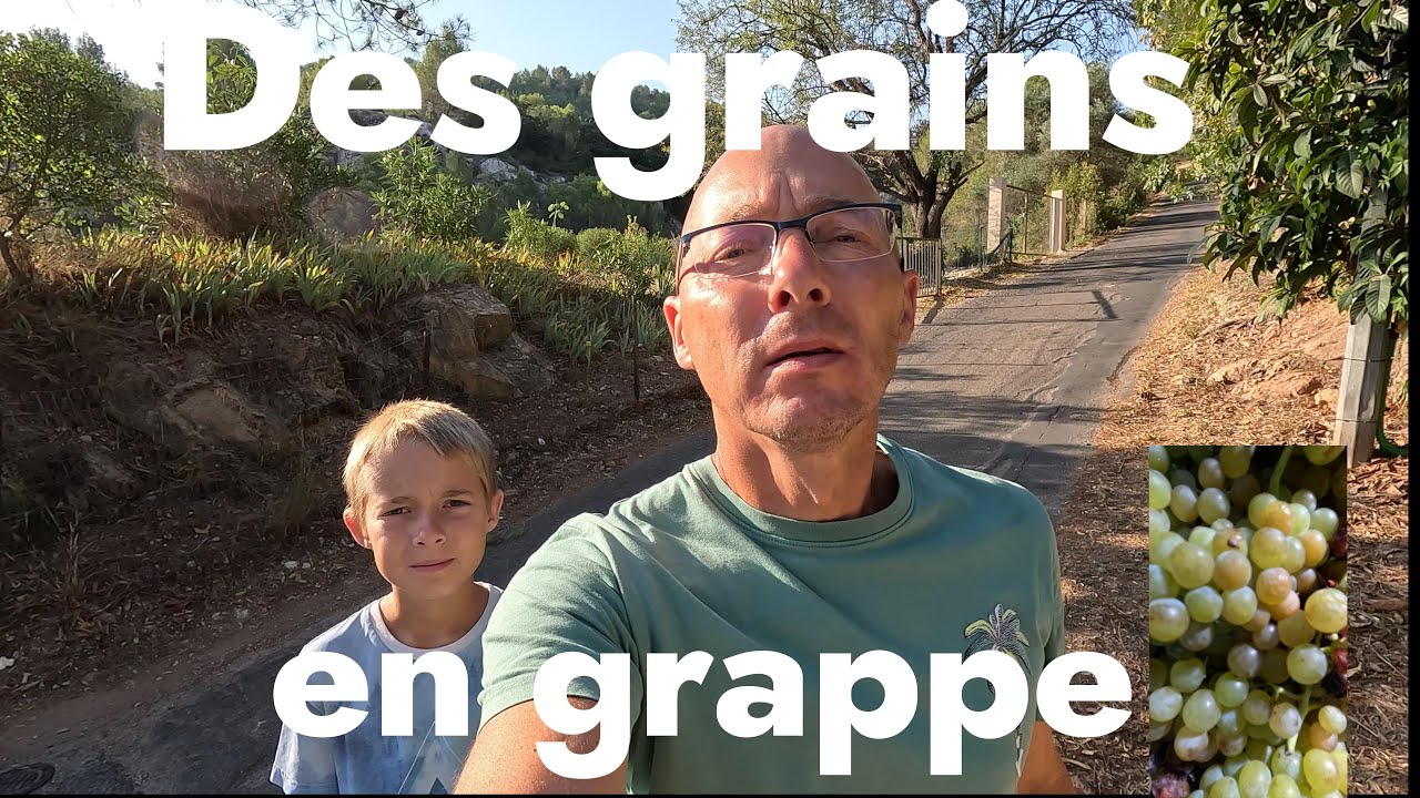 HISTOIRES ET LE SAVOIR FAIRE des Anciens autour du pressoir. RÉCOLTE DU RAISIN