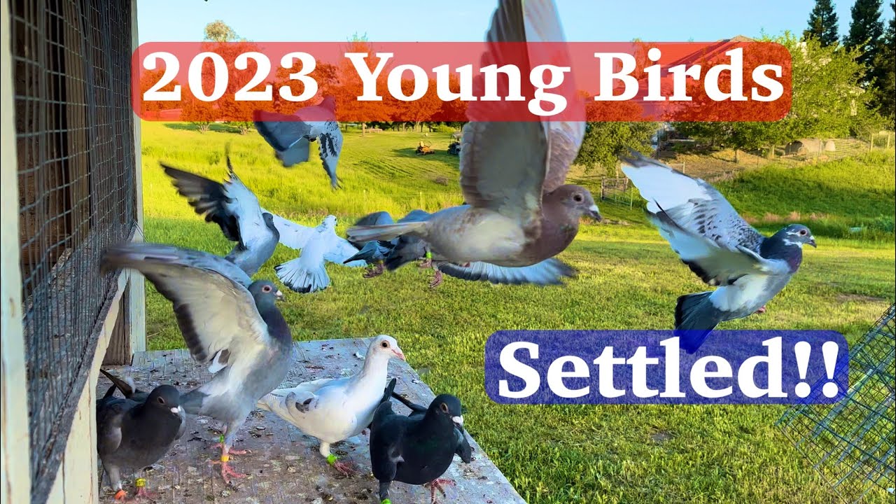 Weekly Progress: All 24 Pigeons Settled and Flying (pigeon training)