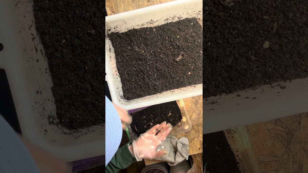 Breeder bin experiment: What happens if I use smaller, less healthy mature red wigglers?