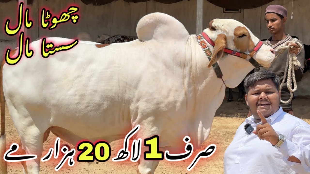 Sirf 1 Lakh 20 Hazar Me Qurbani 2025 Ka Janwer 😍 || Mid range Qurbani Collection ❤️ | Cow Mandi 2025