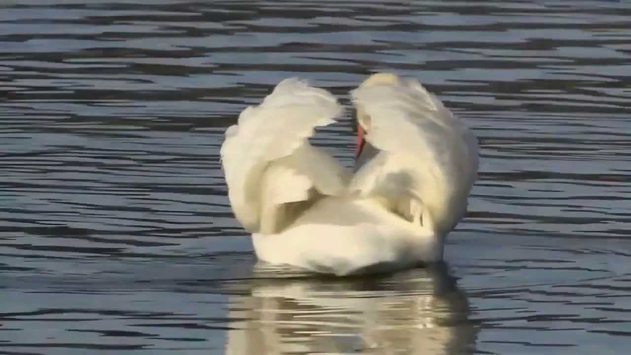 Harari love Music Hal Wa