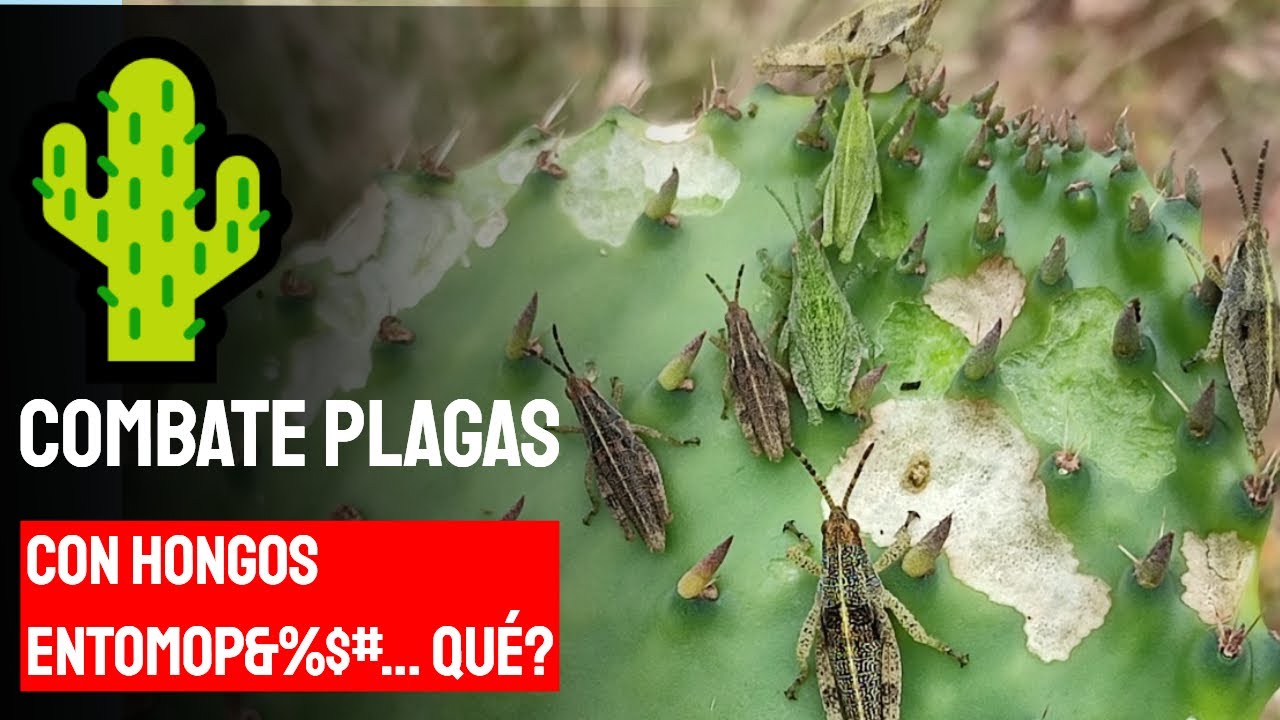 🌵💚Producción de NOPAL orgánico con Control BIOLÓGICO 2023