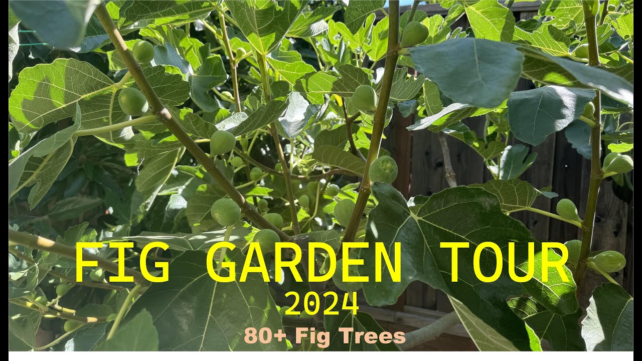 A Tour of My Fig Garden: Complete Tour of 80+ Fig Trees- Part 1