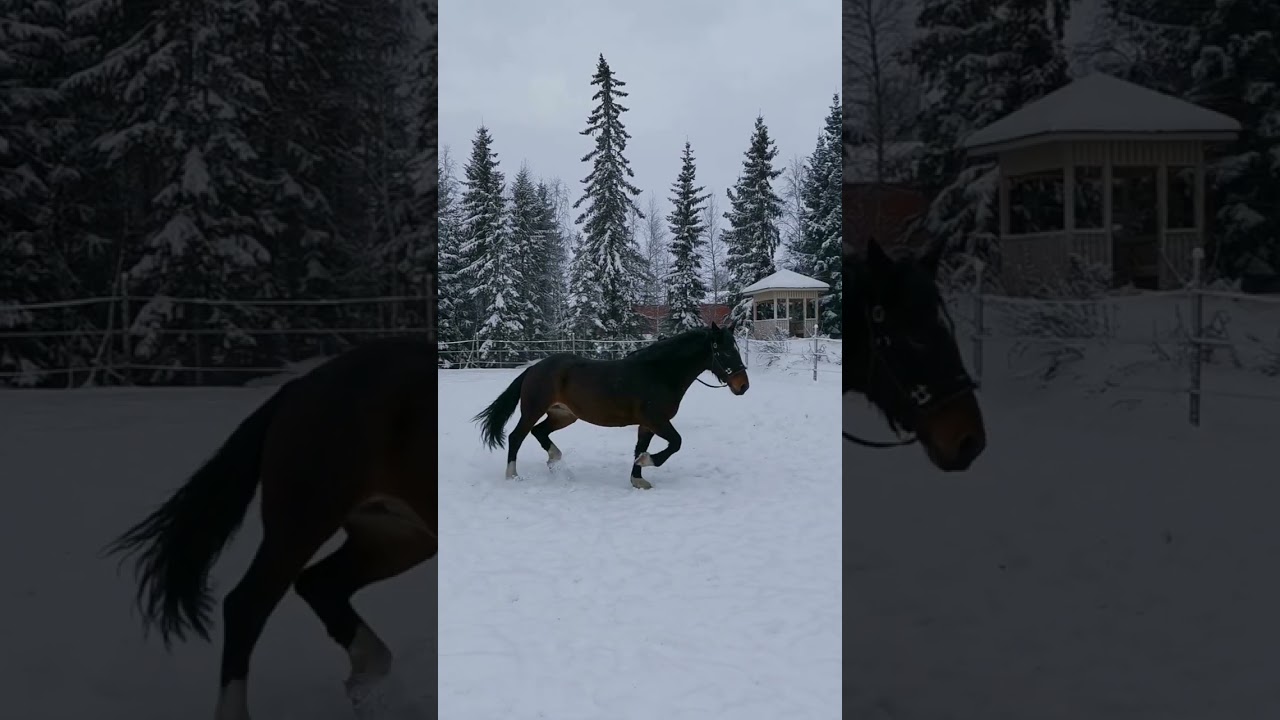 ⚠️ Tunnista hevosen ontuma!
