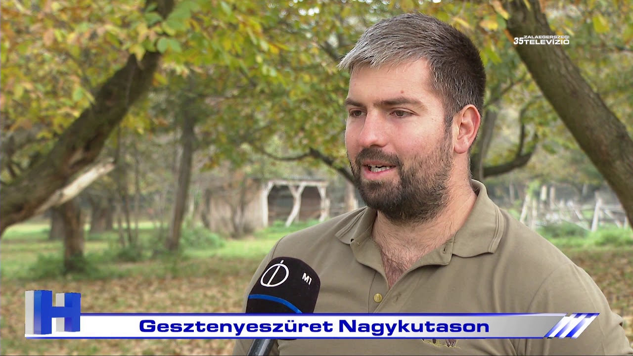 Gesztenyeszüret Nagykutason – ZTV Híradó 2020-10-27