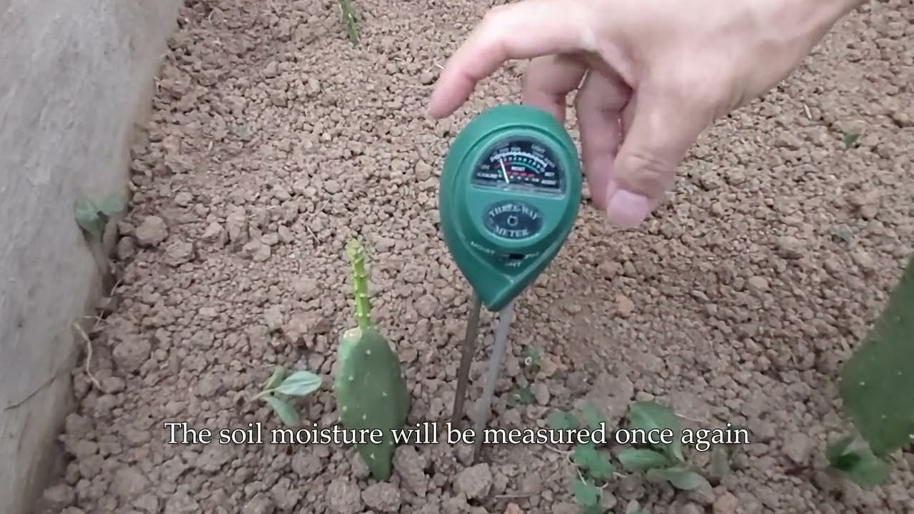 HIDROSILO in the planting of prickly pear (Opuntia) in dry soil - See the results