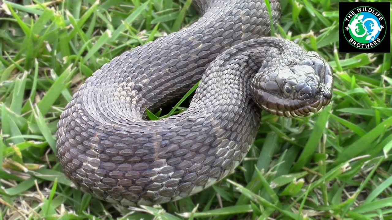 Catching the Northern Water Snake!