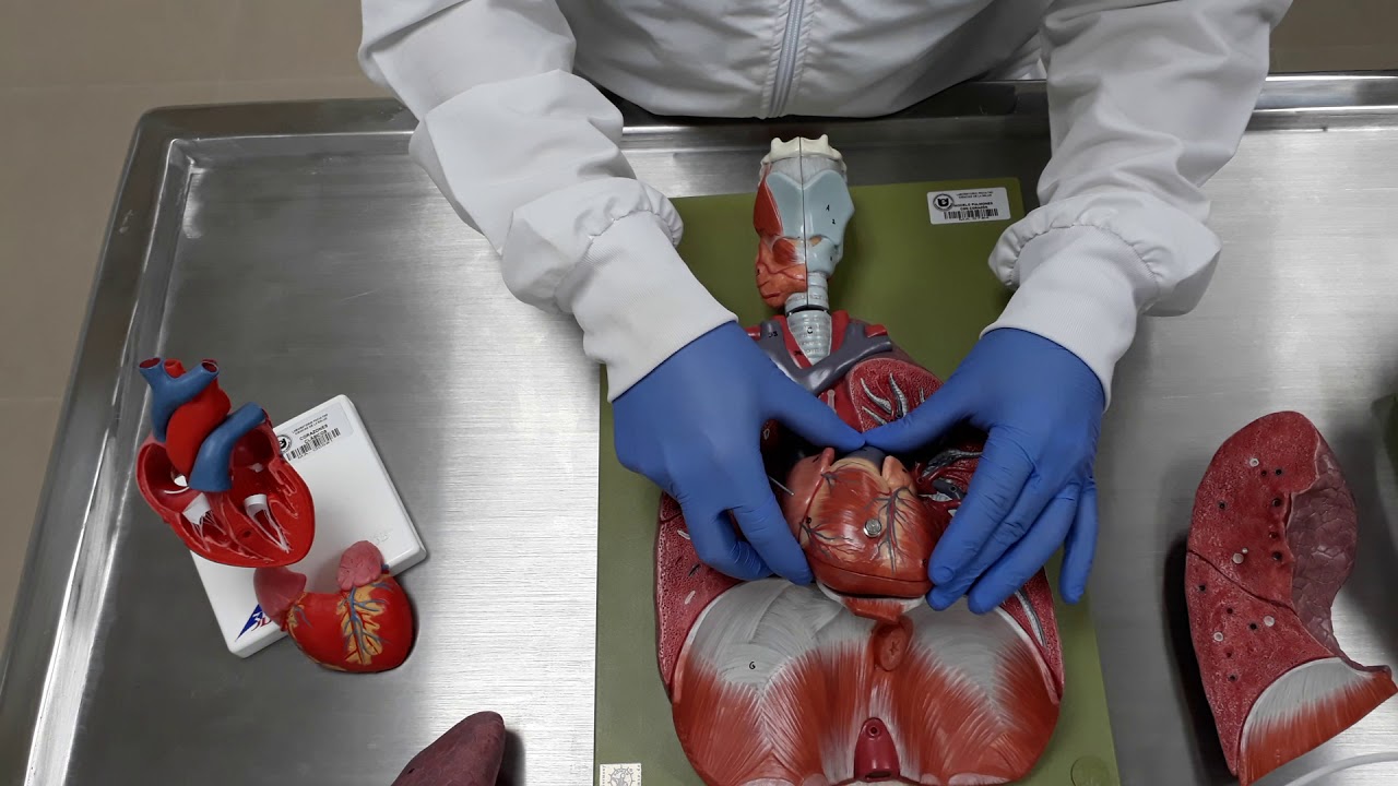 ANATOMIA CARDIACA ENFERMERIA