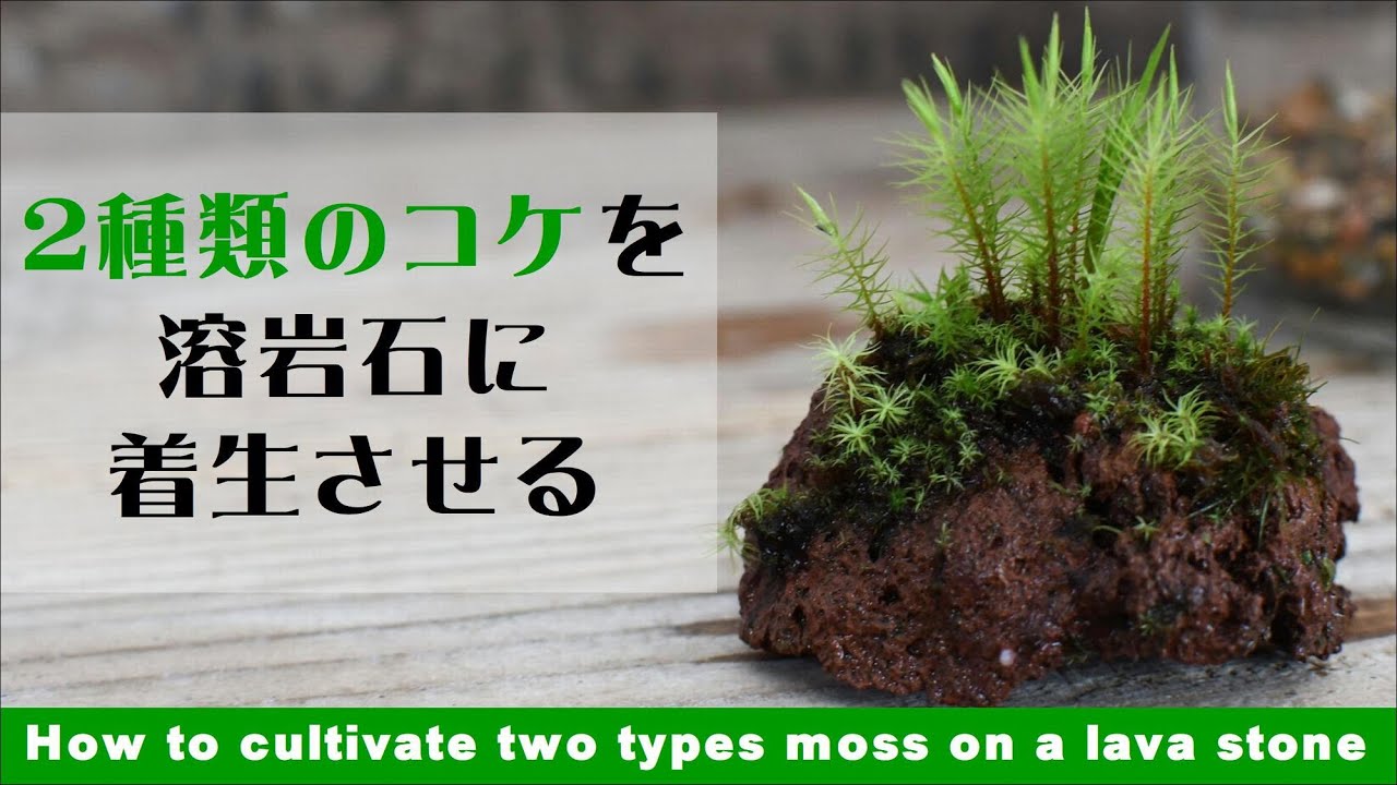 2種類のコケを溶岩石に着生させる方法【苔テラリウム着生テクニック＃10】
