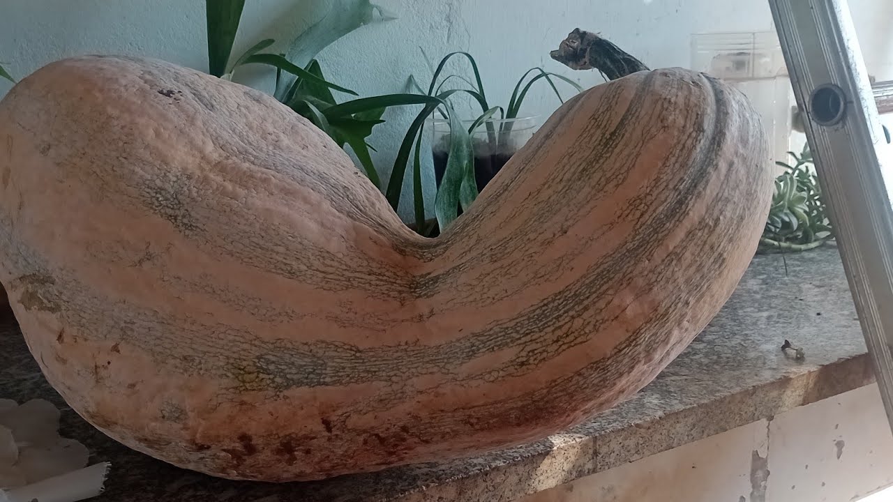 VEJAM O QUE TENHO PLANTADO AQUI 