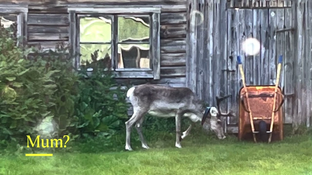 Reindeers visit few times on the yard 