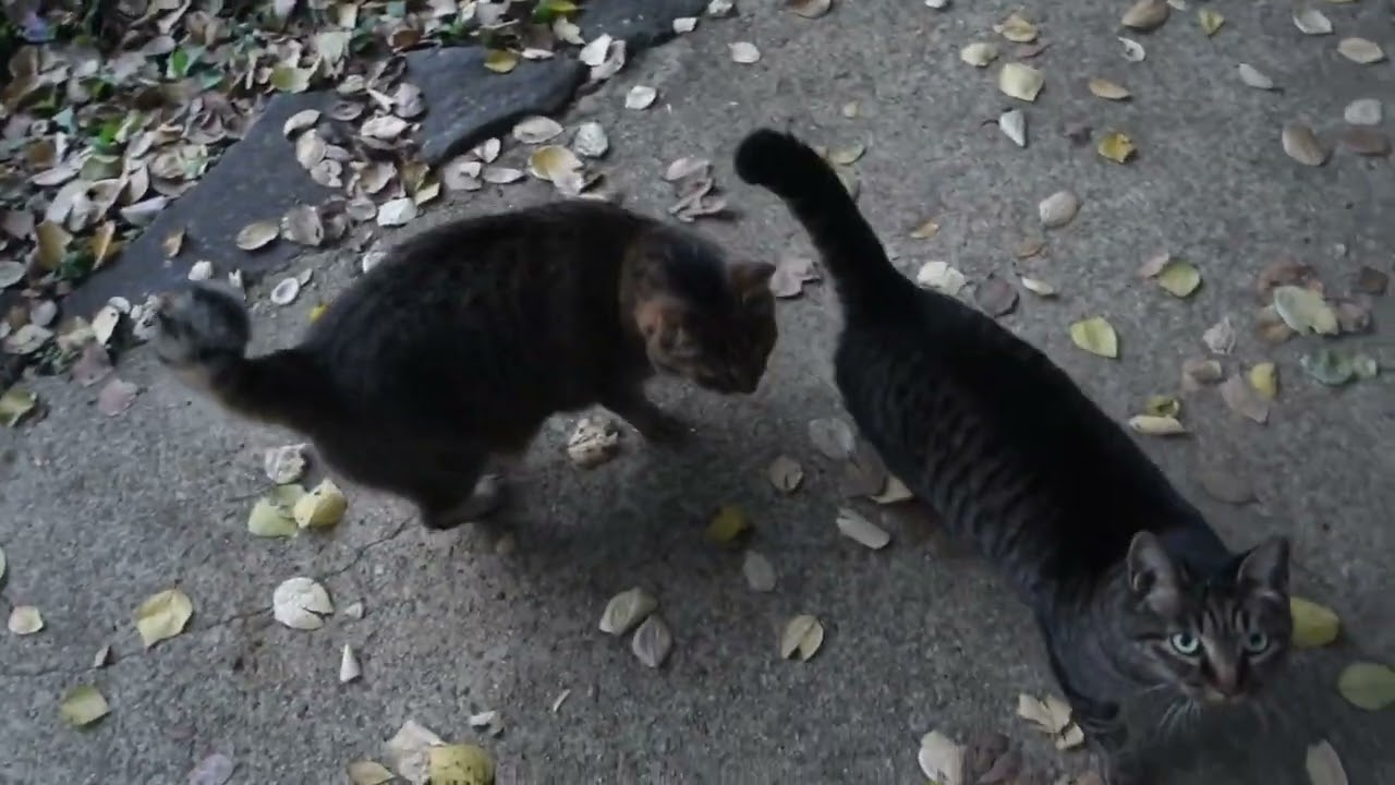 【Cat Video】 meowmeow Happy #cat  #cats  #cute