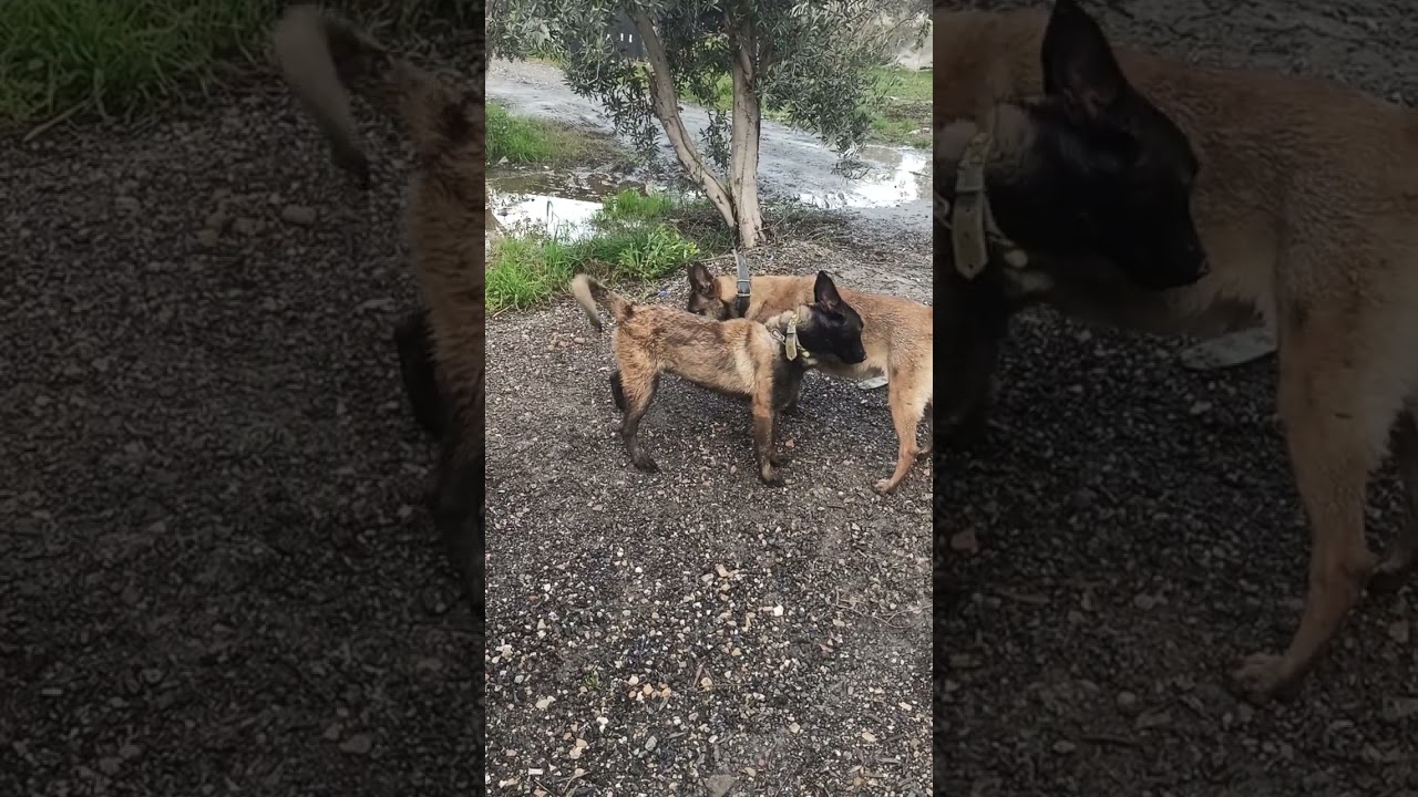 ilk tanışma arkadaş baya çapkın çıktı😂daha güzel videolar için abone olup beğenirseniz çok sevinirim