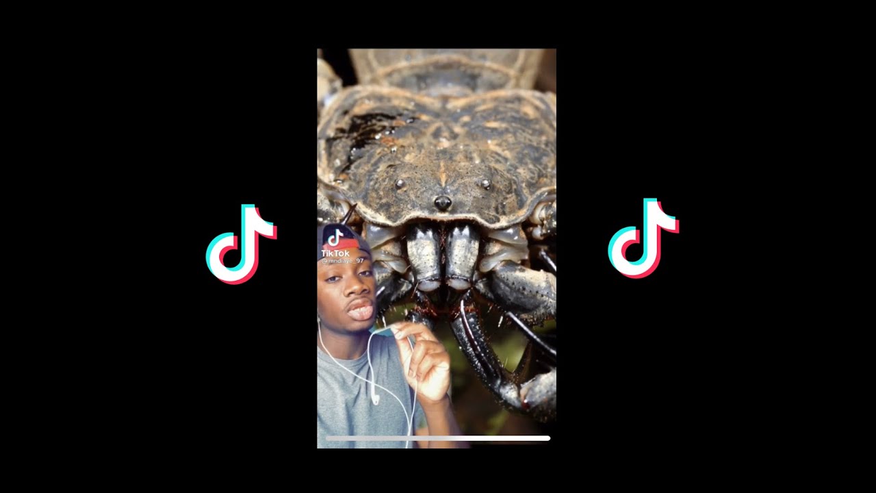 Animal facts compilation that will make you go hmmm PART 1