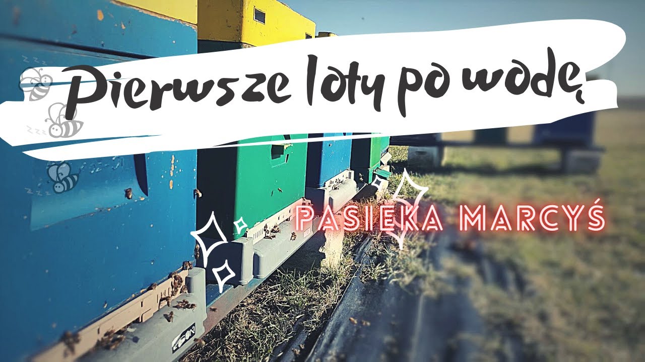 Piękne loty pszcz&oacute;ł po wodę. Marzec na pasiece.