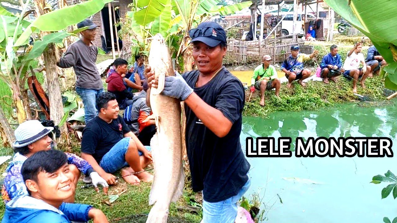 BIKIN HEBOH!! MANCING BORONGAN LELE MONSTER!