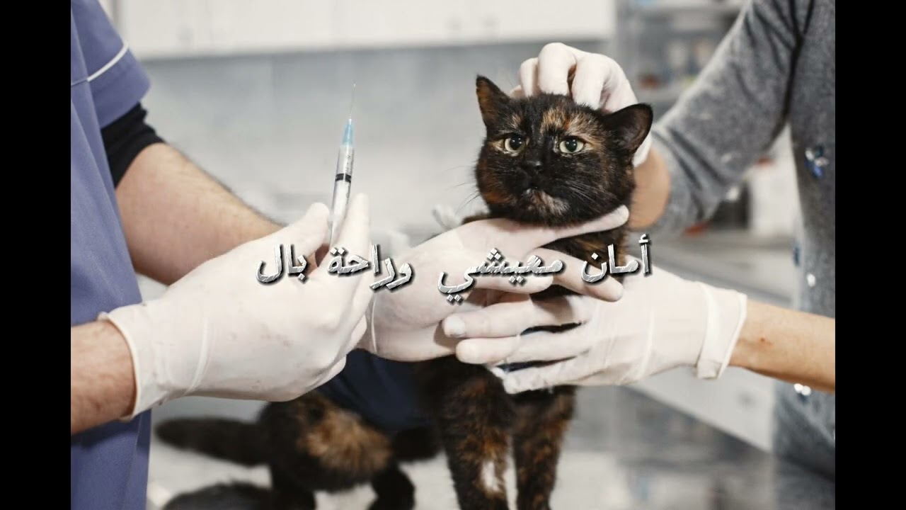 هل ألمانيا خيار جيد للطبيب البيطري العربي؟ تجربتي بعد أكثر من ٣ سنوات عمل في ألمانيا