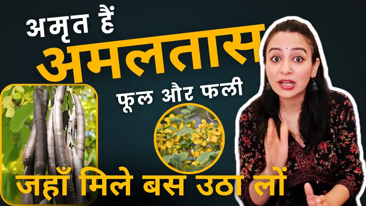 Ayurvedic Benefits of Amaltas Phool aur Phali :  ऐसे इस्तेमाल जो डॉक्टर के पास जाना कर देंगे खत्म