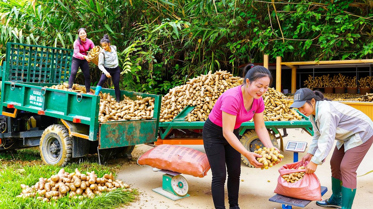 HARVESTING 1000KG GINGER | Strong Farmer Loading Truck to Deliver for Traders at Wholesale Market